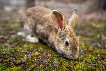 広島の大久野島（うさぎの島）のうさぎが1匹