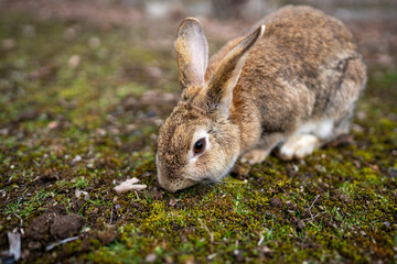 広島の大久野島（うさぎの島）のうさぎが1匹