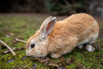 広島の大久野島（うさぎの島）のうさぎが1匹