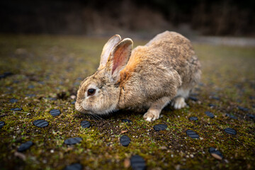 広島の大久野島（うさぎの島）のうさぎが1匹