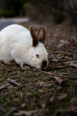 広島の大久野島（うさぎの島）の目の赤いうさぎが1匹