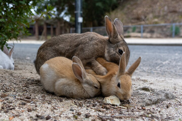 広島の大久野島（うさぎの島）のうさぎの家族