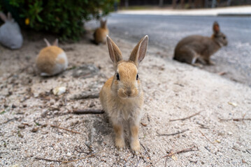 広島の大久野島（うさぎの島）の赤ちゃんうさぎが複数いる