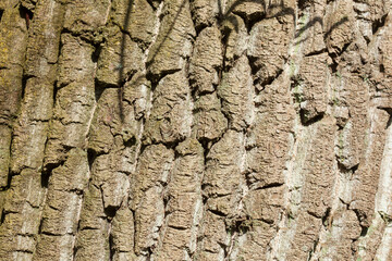 Braune Baumrinde, Borke, Holztextur, Hintergrund, Deutschland, Europa
