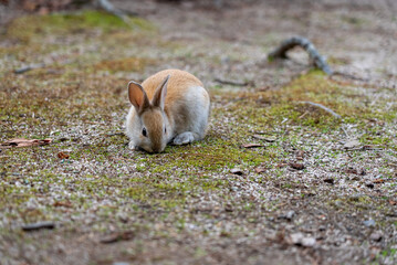 広島の大久野島（うさぎの島）の赤ちゃんうさぎが1匹
