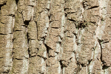 Braune Baumrinde, Borke, Holztextur, Hintergrund, Deutschland, Europa