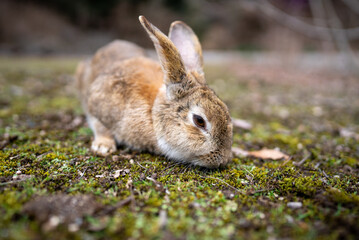 広島の大久野島（うさぎの島）のうさぎが1匹