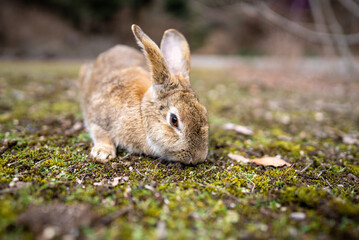 広島の大久野島（うさぎの島）のうさぎが1匹