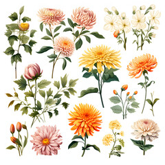 set of Chrysanthemum, plants, leaves and flowers.  illustrations of beautiful realistic flowers for background, pattern or wedding invitations