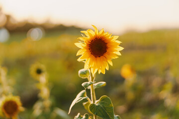 Sunflower field with bright sunlight, nature beauty and serenity in the countryside landscape