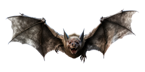 PNG Flying monster wildlife animal bat. AI generated Image by rawpixel.