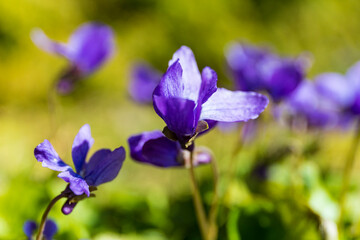 Blue viola flowers on a thin stems on a blurred green grass background, botanical macro photography