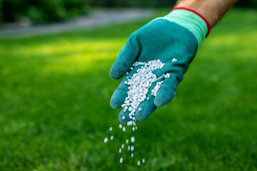 feeding lawn, scattering granular fertilizer for perfect  green grass