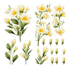 set of Freesia, plants, leaves and flowers. illustrations of beautiful realistic flowers for background, pattern or wedding invitations