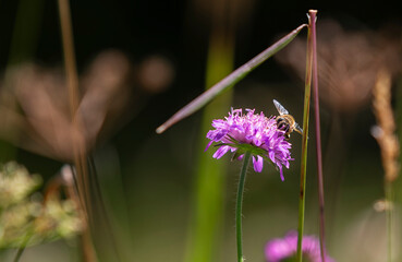 Bienen fliegen auf eine Witwenblume