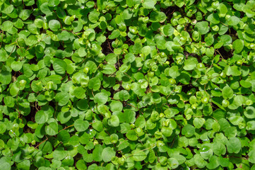 background with green leaves plants in a garden