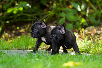 Zwei Französische Bulldoggen Welpen im Garten