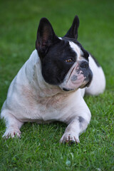Porträt einer schwarz-weißen Französischen Bulldogge