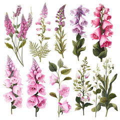 set of Foxglove, plants, leaves and flowers. illustrations of beautiful realistic flowers for background, pattern or wedding invitations
