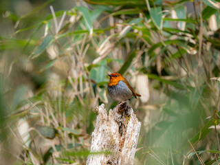 森の中で静かに枯れ木に留まっているコマドリの雄