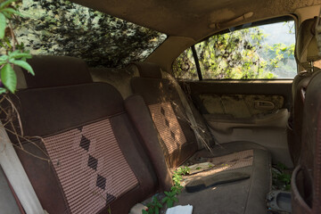 An abandoned car surrounded by vines and morning glories