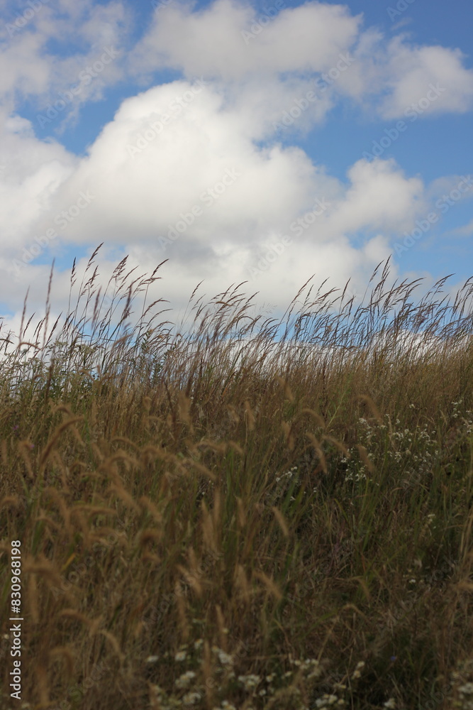 Wall mural wheat field and sky