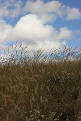 Fototapeta premium wheat field and sky