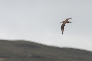 Arctic skua (Stercorarius parasiticus) flying over the moorland in spring, North Uist, Outer Hebrides, Scotland