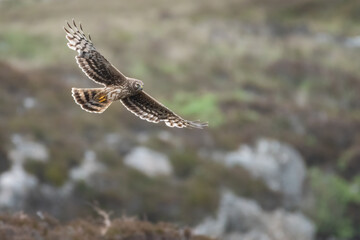 Female hen harrier (Circus cyaneus) flying over the moorland in spring, Isle of Benbecula, Outer...