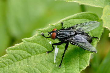 Flesh fly, Sarcophaga carnaria sitting on a leaf, close up