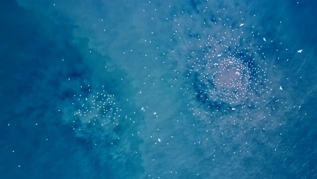 Aerial photography of the release of underwater sewage into the sea. The sea looks into our eyes. The camera pans slowly over a spot where two eye-like geysers of muddy brown water rise from the depth