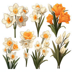 set of Narcissus, plants, leaves and flowers. illustrations of beautiful realistic flowers for background, pattern or wedding invitations