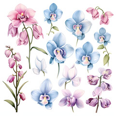 set of Peacock Orchid, plants, leaves and flowers. illustrations of beautiful realistic flowers for background, pattern or wedding invitations
