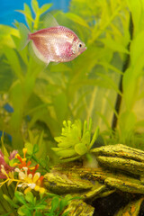 a red fish swimming in an aquarium filled with plants and rocks