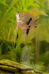 Pale fish swimming in an aquarium among greenery and moss