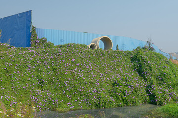 A large field of morning glories next to a sewage ditch