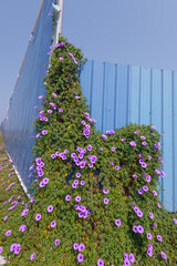 A large field of morning glories and iron fence