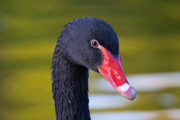 black swan detailed portrait