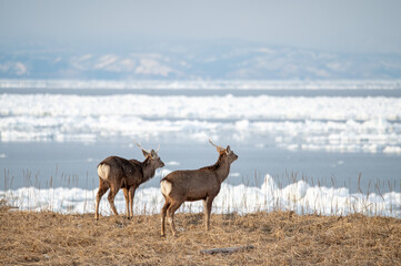 雪が降る北海道の凍った大地を歩くエゾシカ