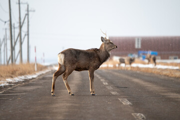 北海道、野付半島の道路を歩くエゾシカ姿はカオス