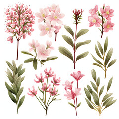 Obraz premium set of Waxflower, plants, leaves and flowers. illustrations of beautiful realistic flowers for background, pattern or wedding invitations