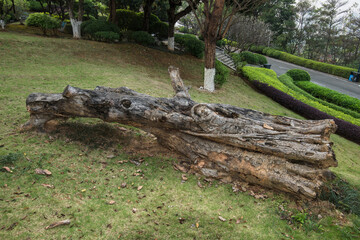 A half-rotted tree trunk on the grass