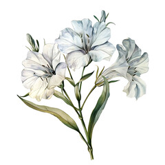 Vintage watercolor flower and wildflowers isolated on white background, old botanical illustration 