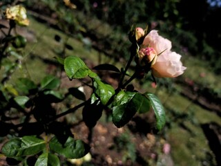 Pink rose in the garden 