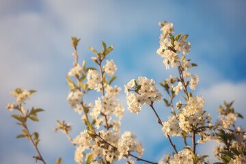 A photo of cherry blossoms.