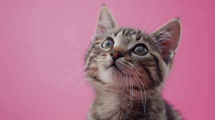 Cat close up on a pink background. Generative Ai