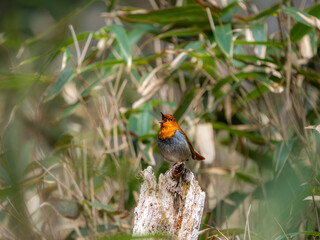 森の中で枯れ木の上でさえずっているコマドリの雄
