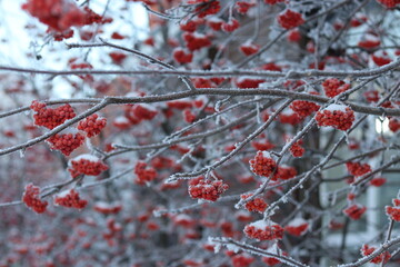 red berries on a branch