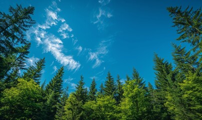Fototapeta premium A serene forest landscape captures the majesty of tall, green trees stretching toward a clear blue sky. The scene offers a tranquil atmosphere.