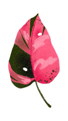 trendy botanical single pink leaf - greenery tropical leaves - foliage green pink leaves - urban jungle - floral wedding invitation - houseplant illustrations with isolated background PNG